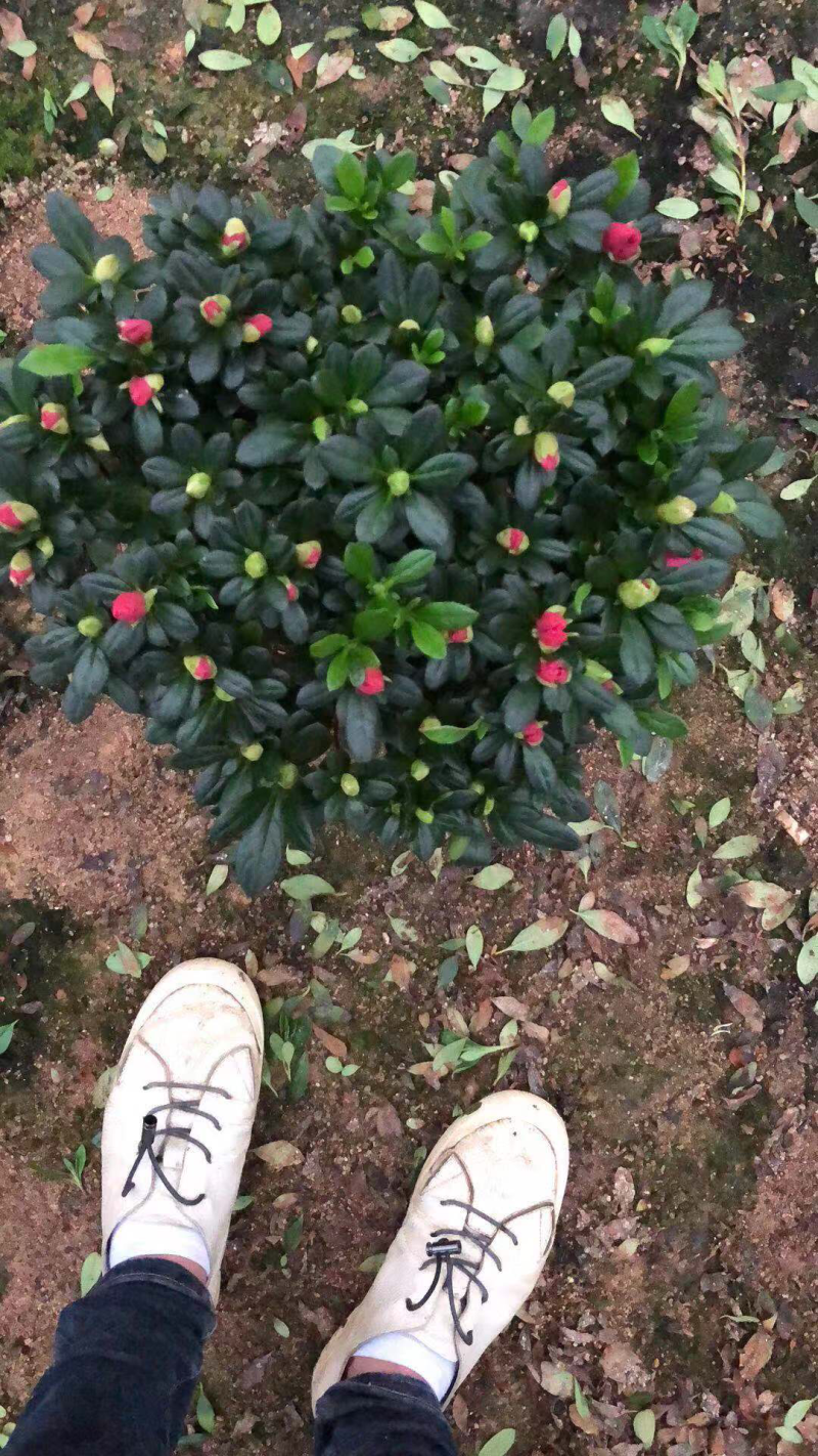 玫红杜鹃花