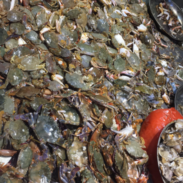 小石蟹，深海海蟹，深海硬壳蟹，批发