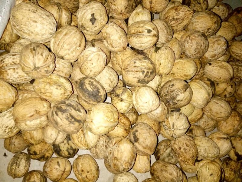 商南核桃25mm以下去皮干