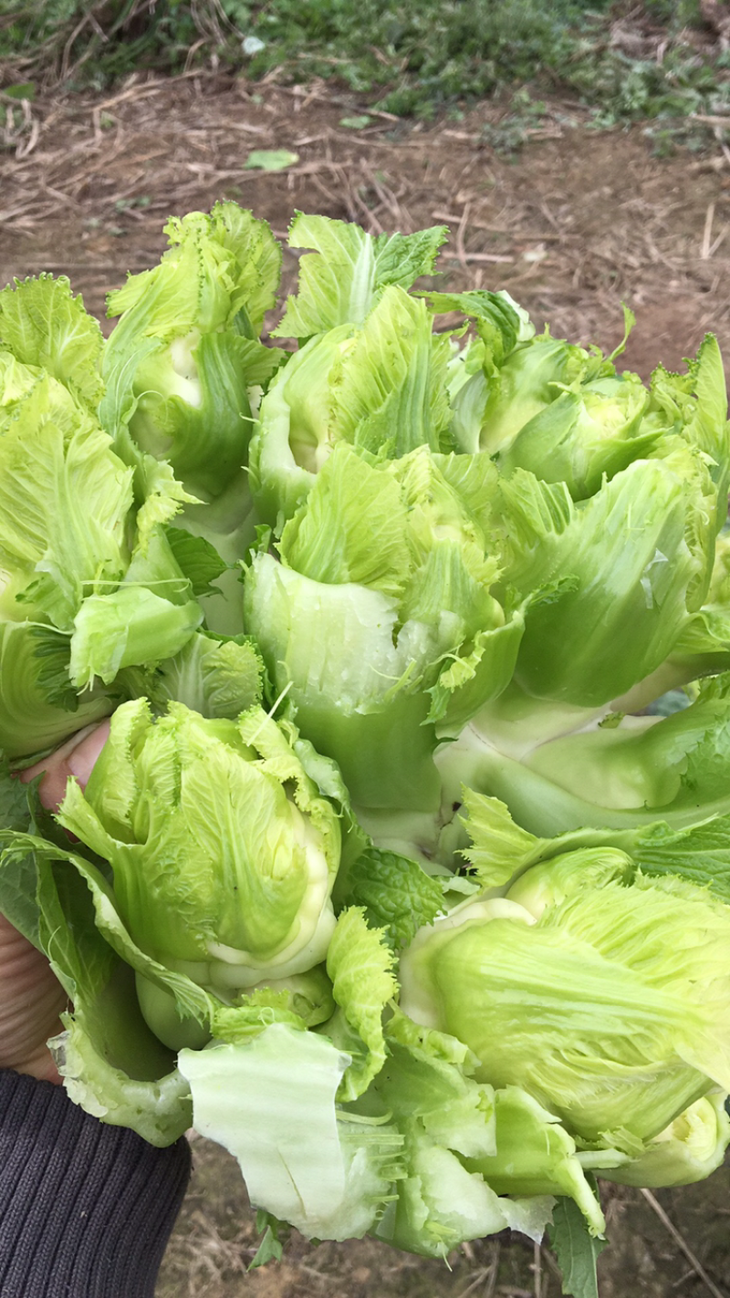 儿菜