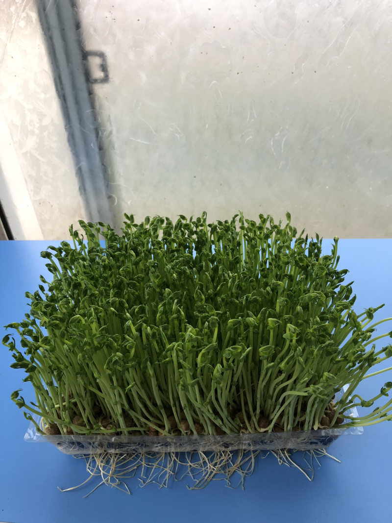 豌豆苗