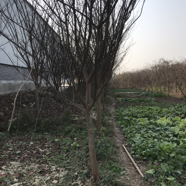 精品高杆紫薇，本地紫薇，速生紫薇都有货