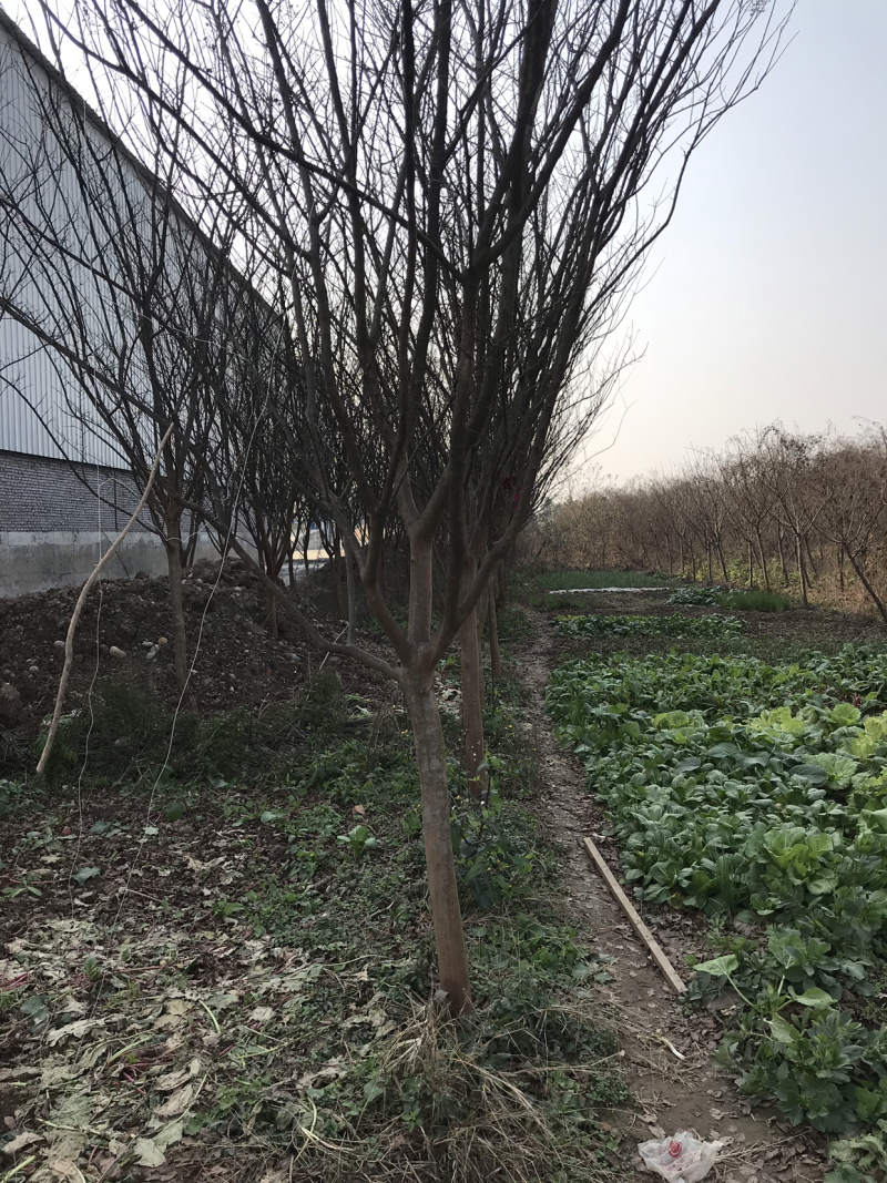 精品高杆紫薇，本地紫薇，速生紫薇都有货