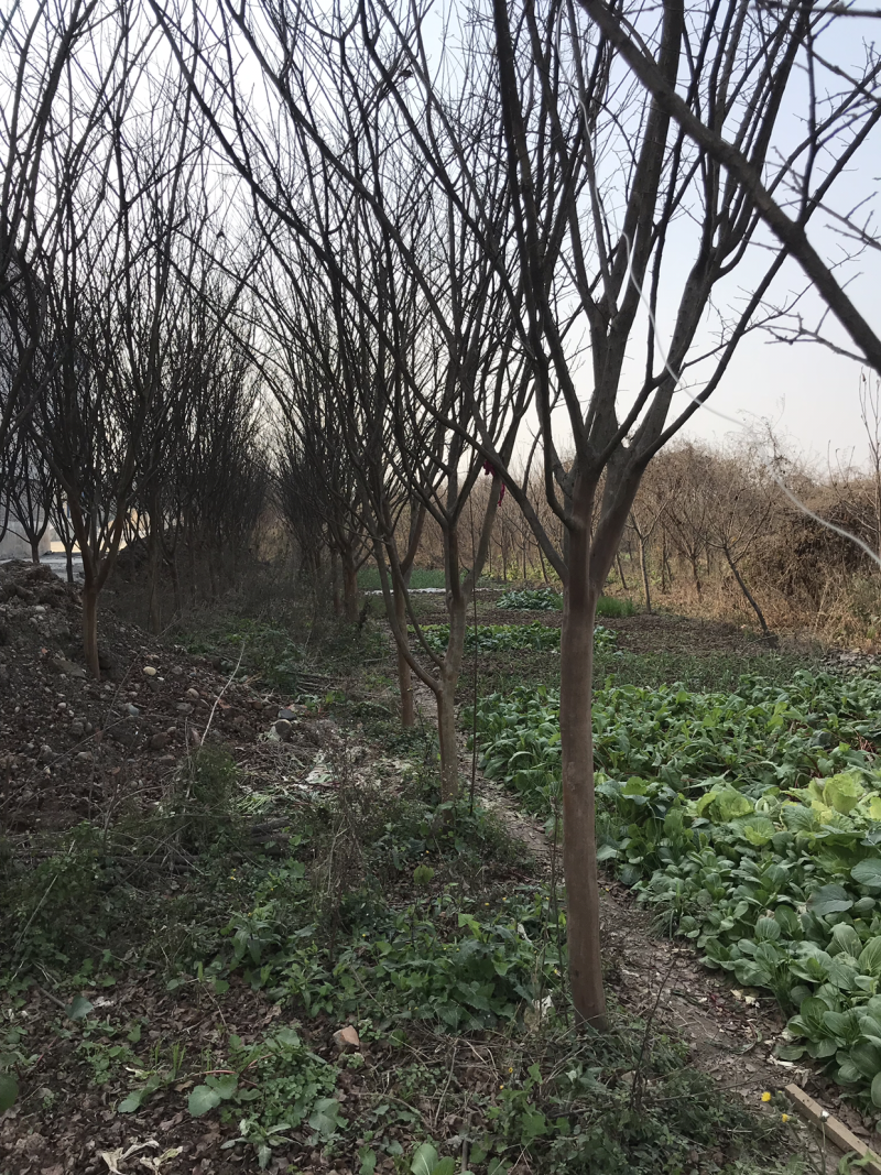 精品高杆紫薇，本地紫薇，速生紫薇都有货