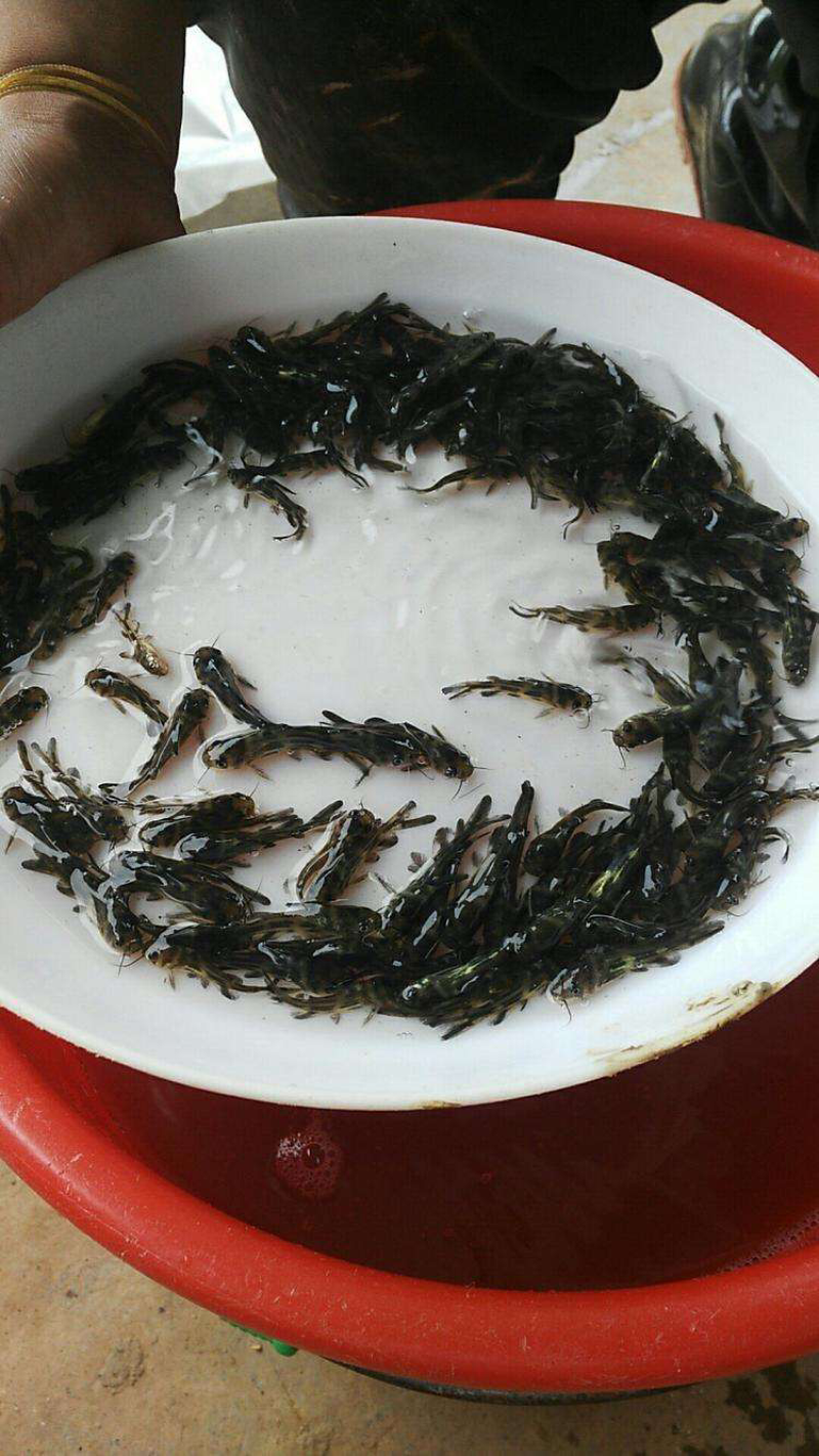 黄骨鱼苗