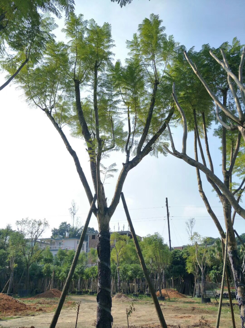 20公分假植蓝花楹
