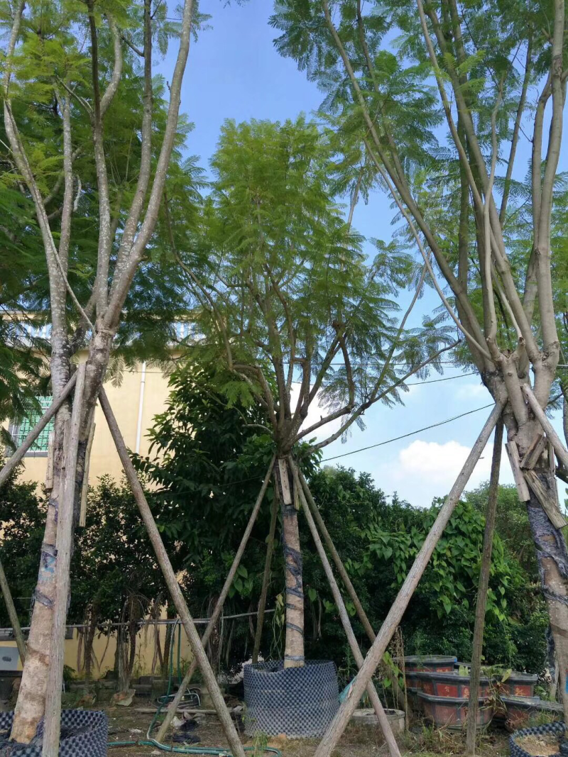 20公分假植蓝花楹