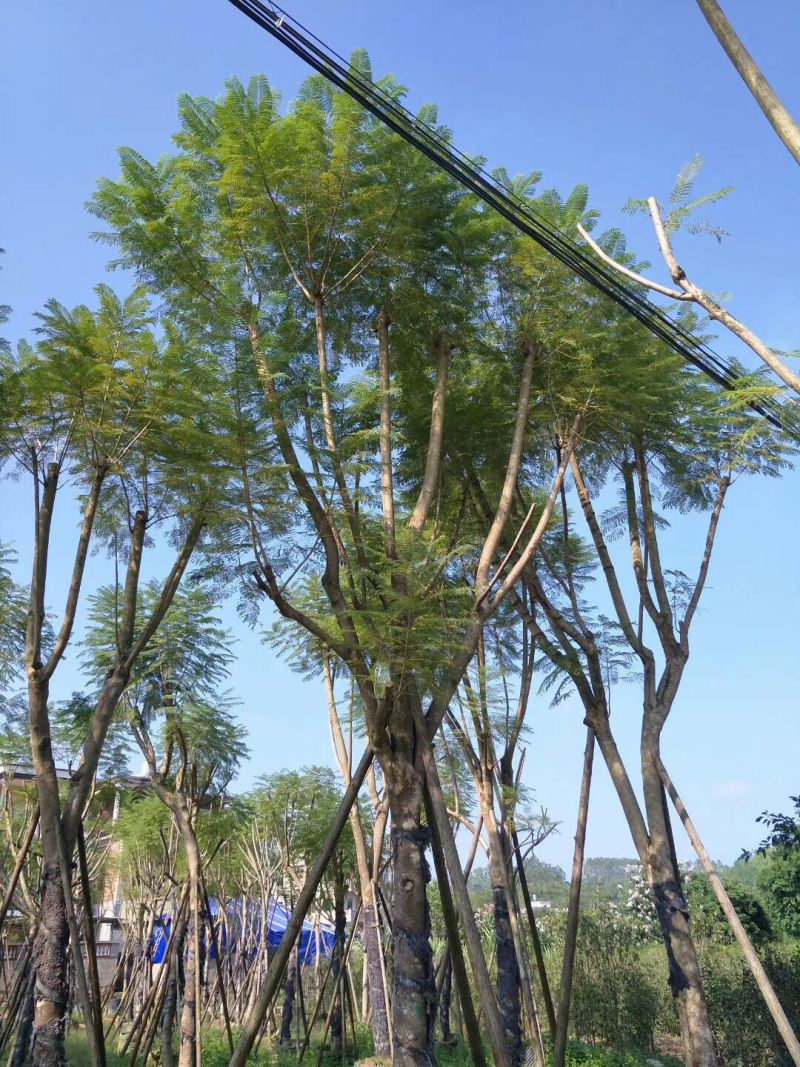 20公分假植蓝花楹
