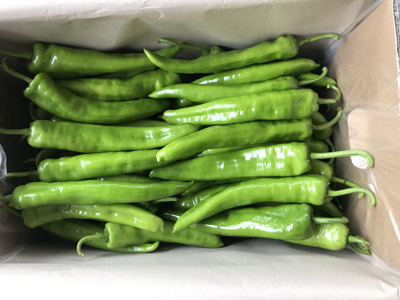 广东湛江市雷州辣椒🌶️大量上市