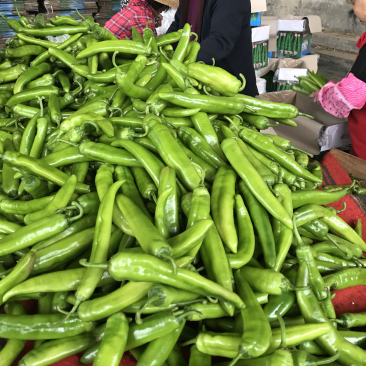 广东湛江市雷州辣椒🌶️大量上市