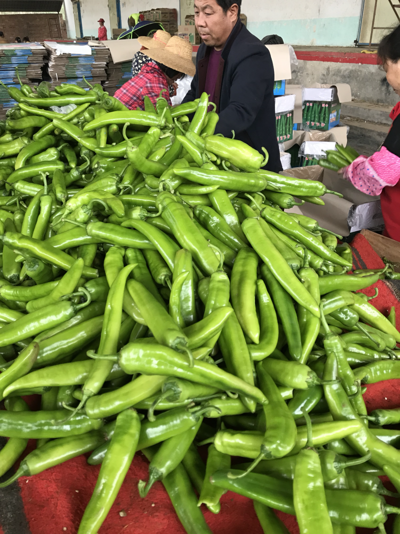 广东湛江市雷州辣椒🌶️大量上市
