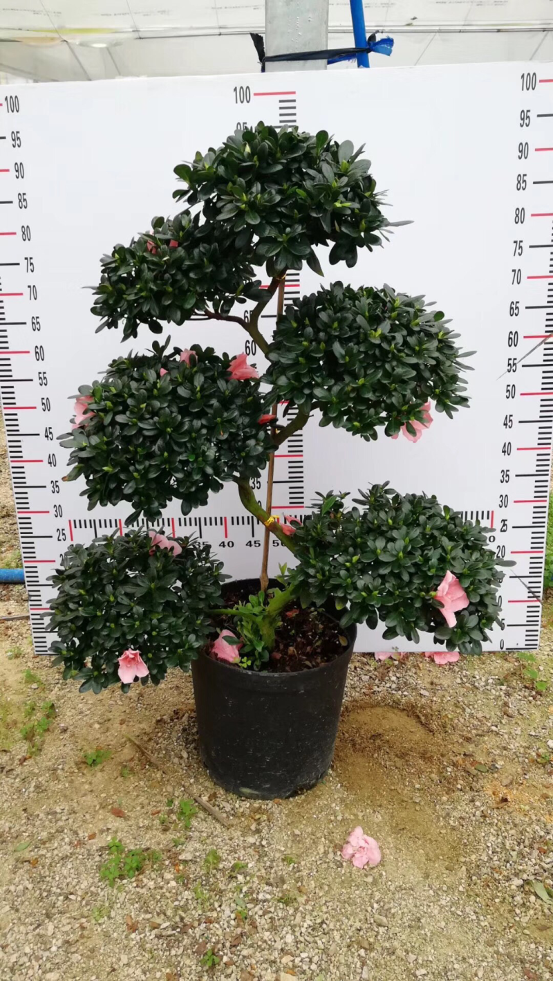 出售各种规格的杜鹃花