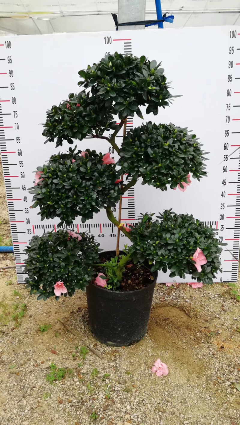 出售各种规格的杜鹃花