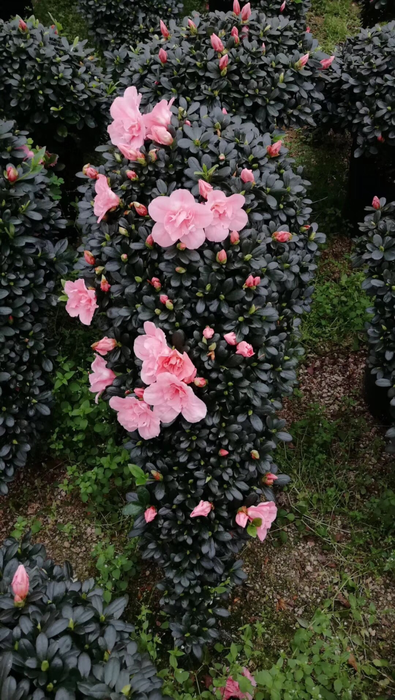 出售各种规格的杜鹃花
