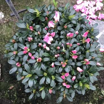 出售各种规格的杜鹃花