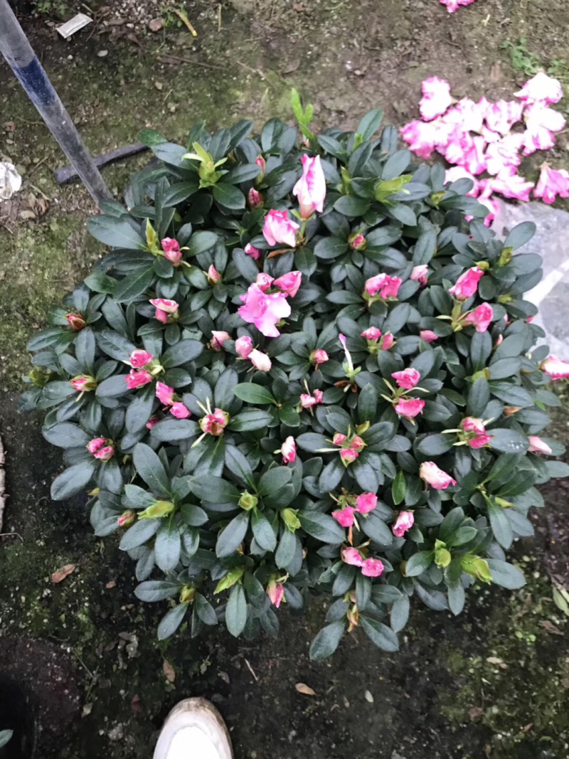 出售各种规格的杜鹃花