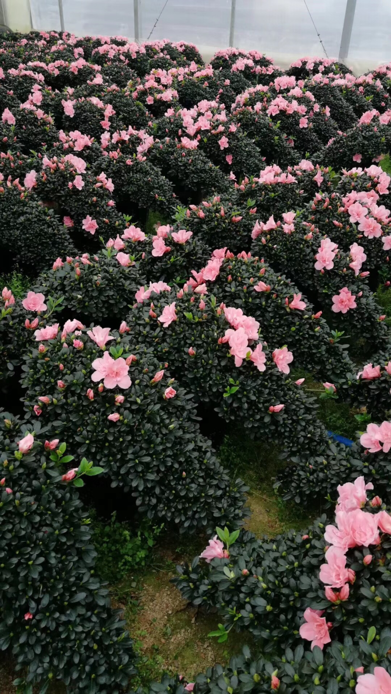 出售各种规格的杜鹃花
