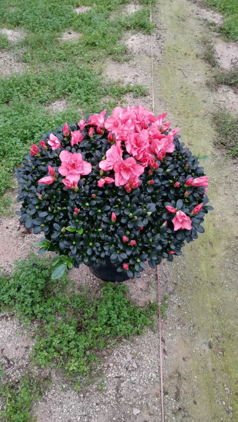 出售各种规格的杜鹃花