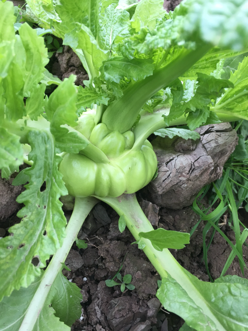 鲜榨菜