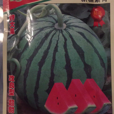 新一代8424西瓜种瓜菜种特大果型，产量高超甜