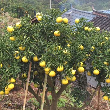 怀化芷江高山黄金贡柚，不知火，羞八怪，贮存耐放。耐运输