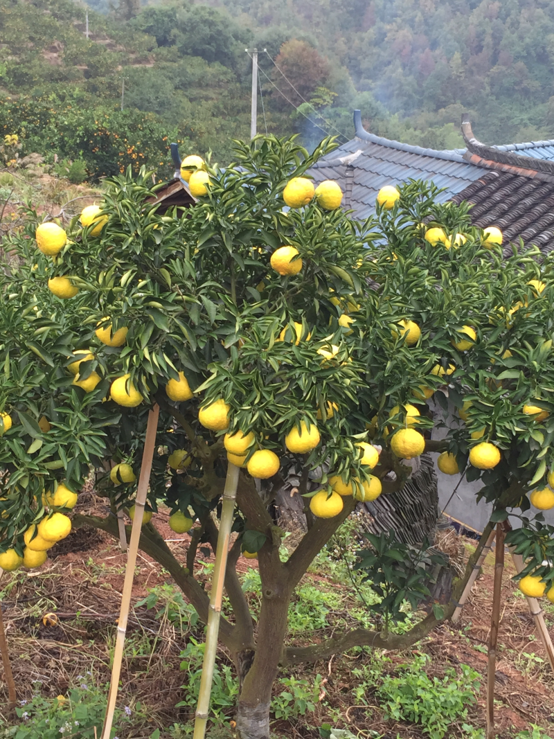 怀化芷江高山黄金贡柚，不知火，羞八怪，贮存耐放。耐运输