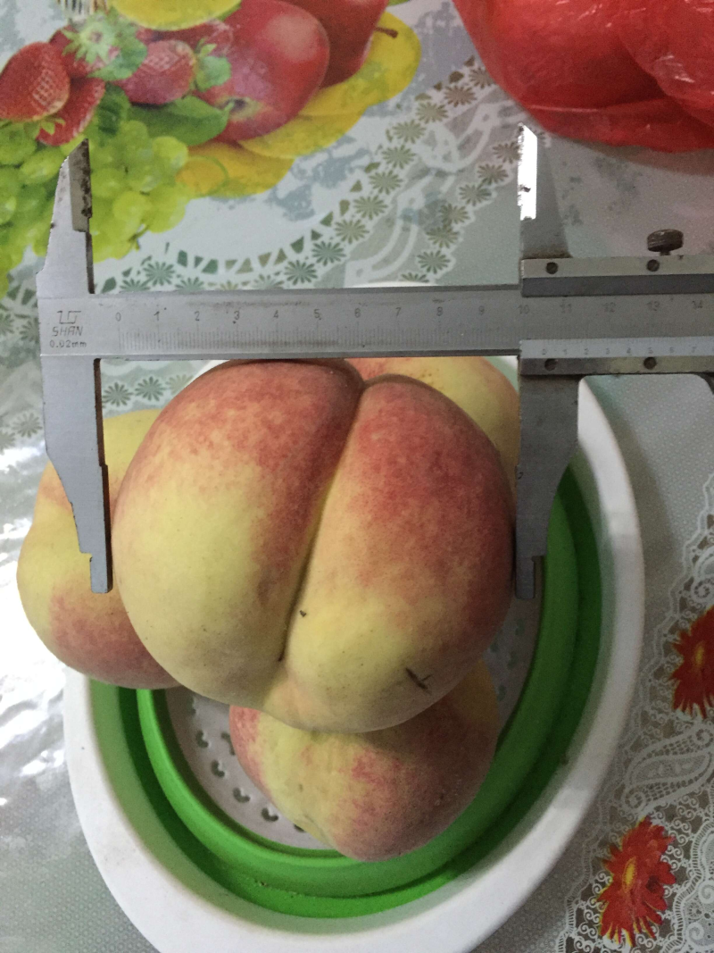 映霜红桃树苗80以上品种保证口感好离核