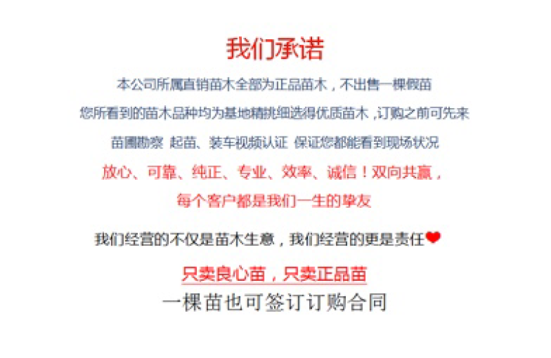 桃树苗秋彤桃树苗晚熟新品种自花授粉