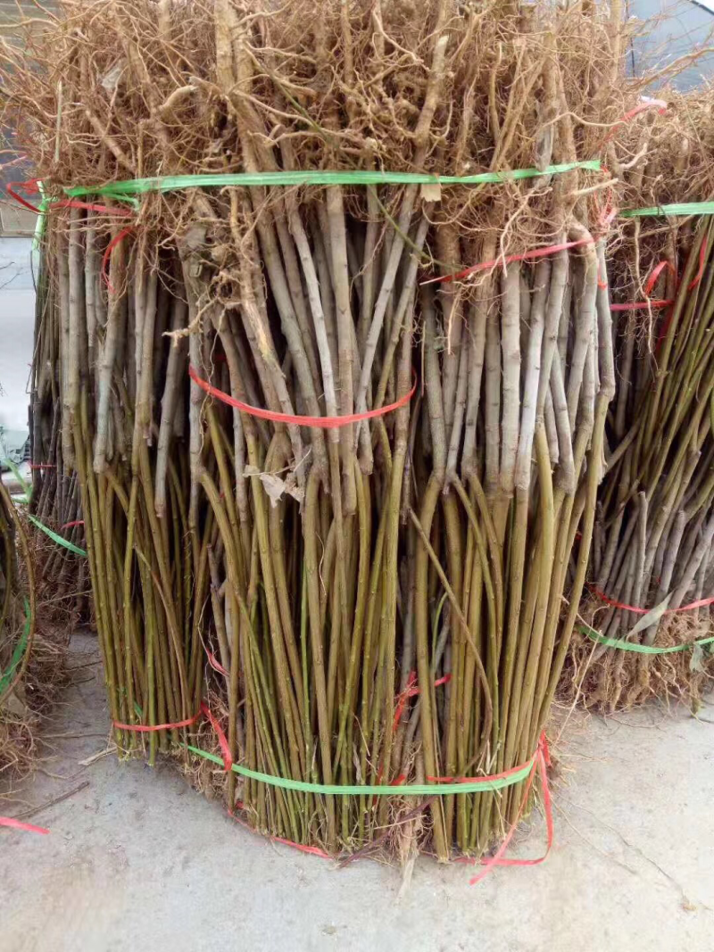 桃树苗秋彤桃树苗晚熟新品种自花授粉