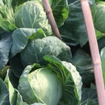 甘蓝菜卷心菜圆包菜大量有货产地直供货源充足质优价廉