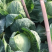 甘蓝菜卷心菜圆包菜大量有货产地直供货源充足质优价廉