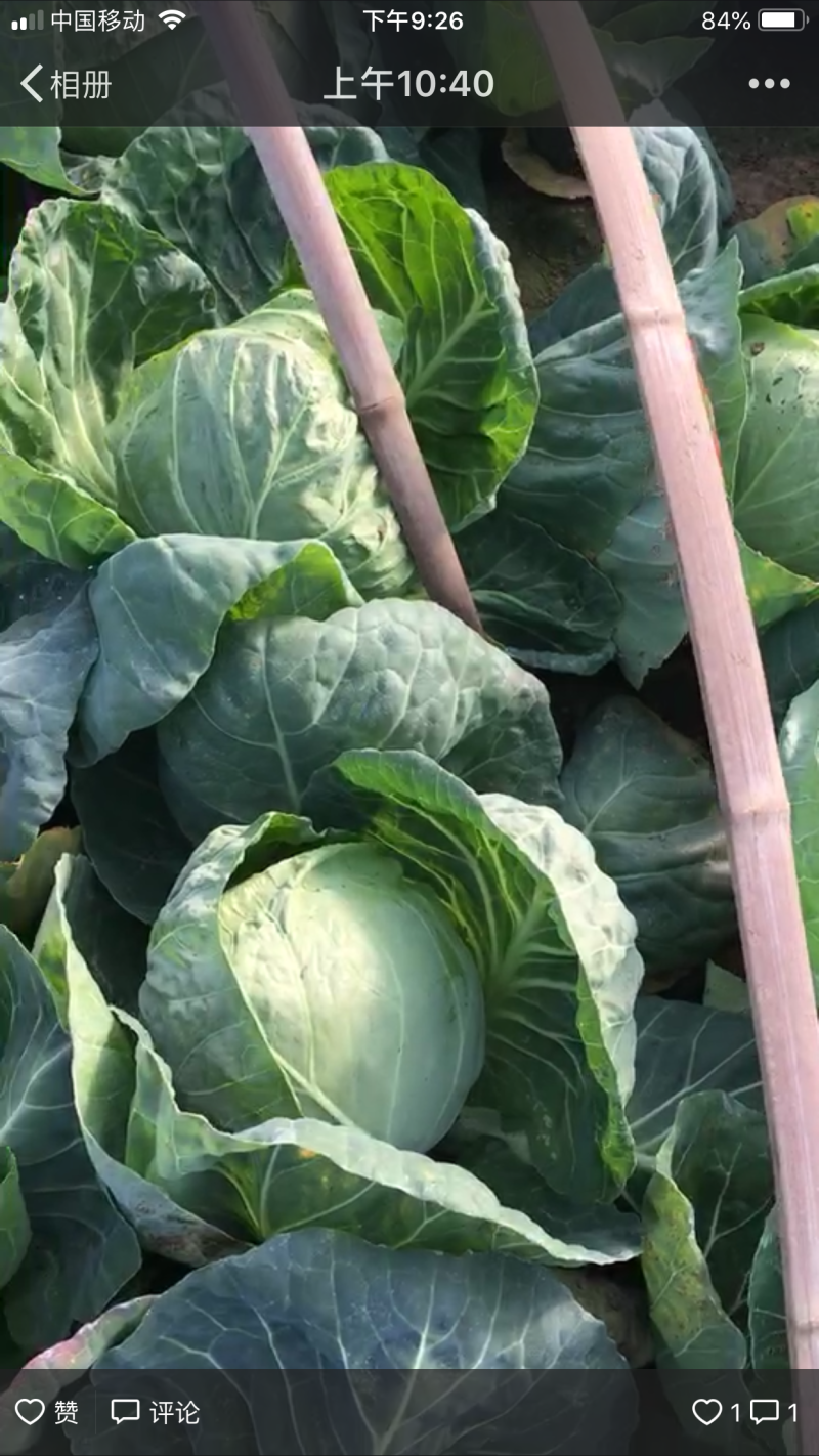 甘蓝菜卷心菜圆包菜大量有货产地直供货源充足质优价廉