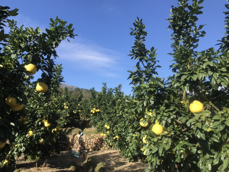 甜蜜柚惑☺️红心柚1.5斤以上口感甜美、原产地