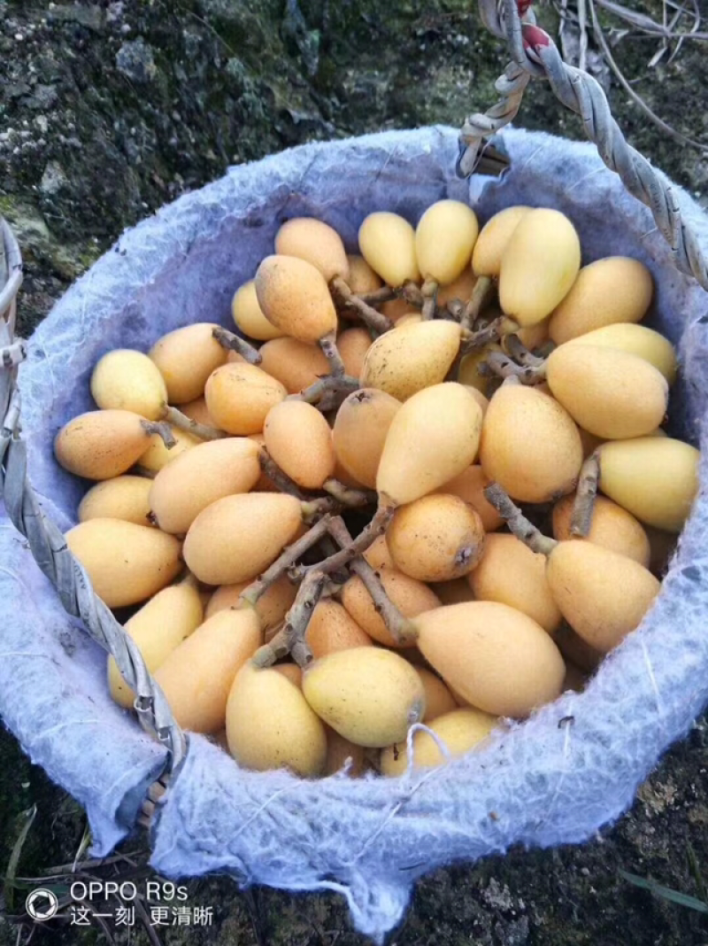 云霄枇杷