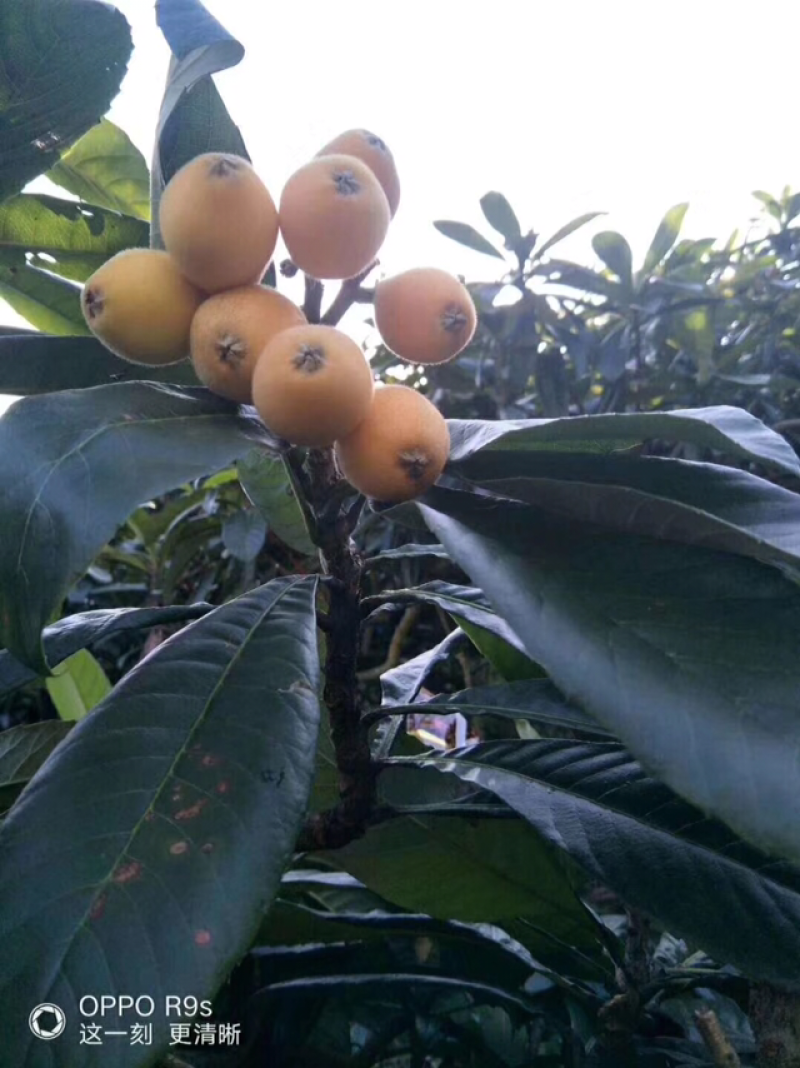 云霄枇杷
