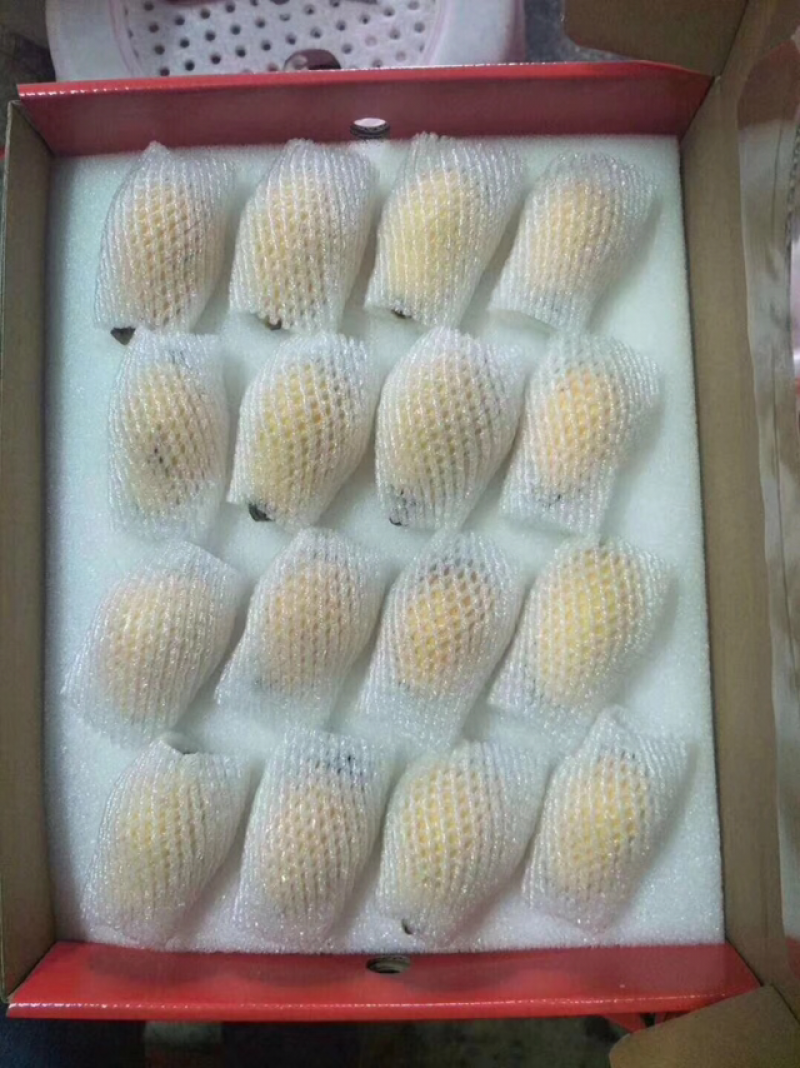 云霄枇杷