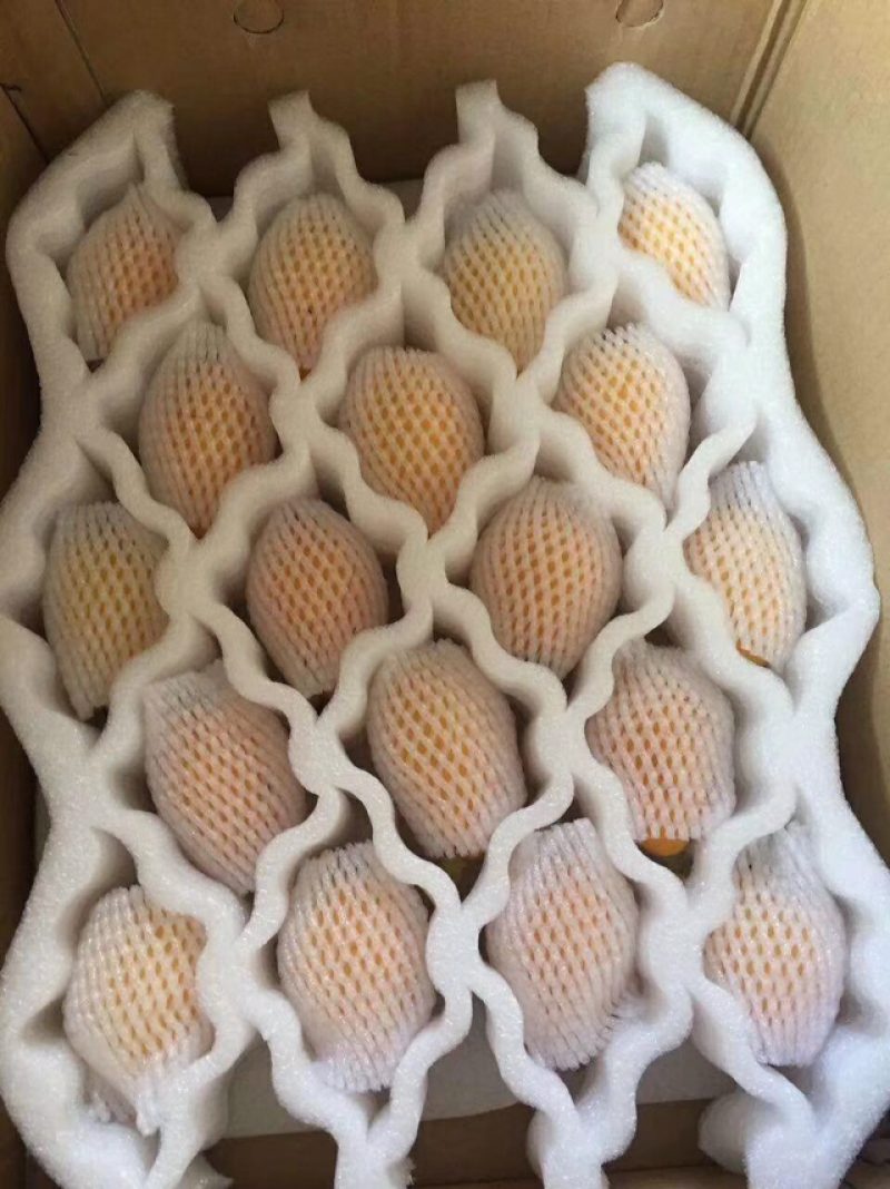云霄枇杷