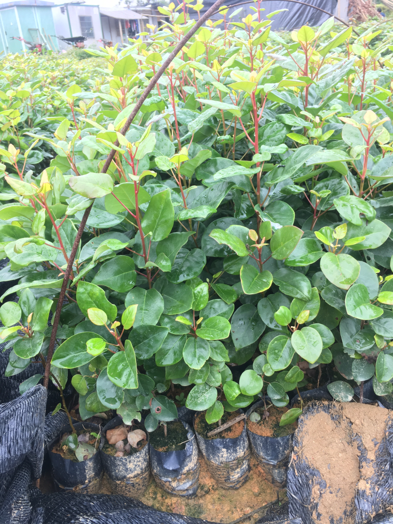 红花荷袋苗红苞木苗价格