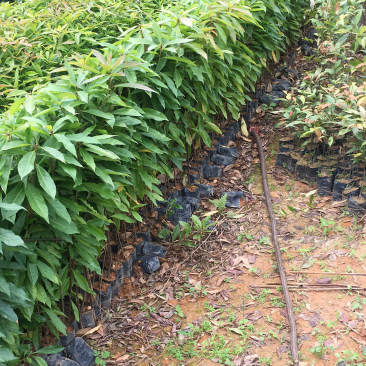 木荷袋苗荷木苗木荷袋苗价格