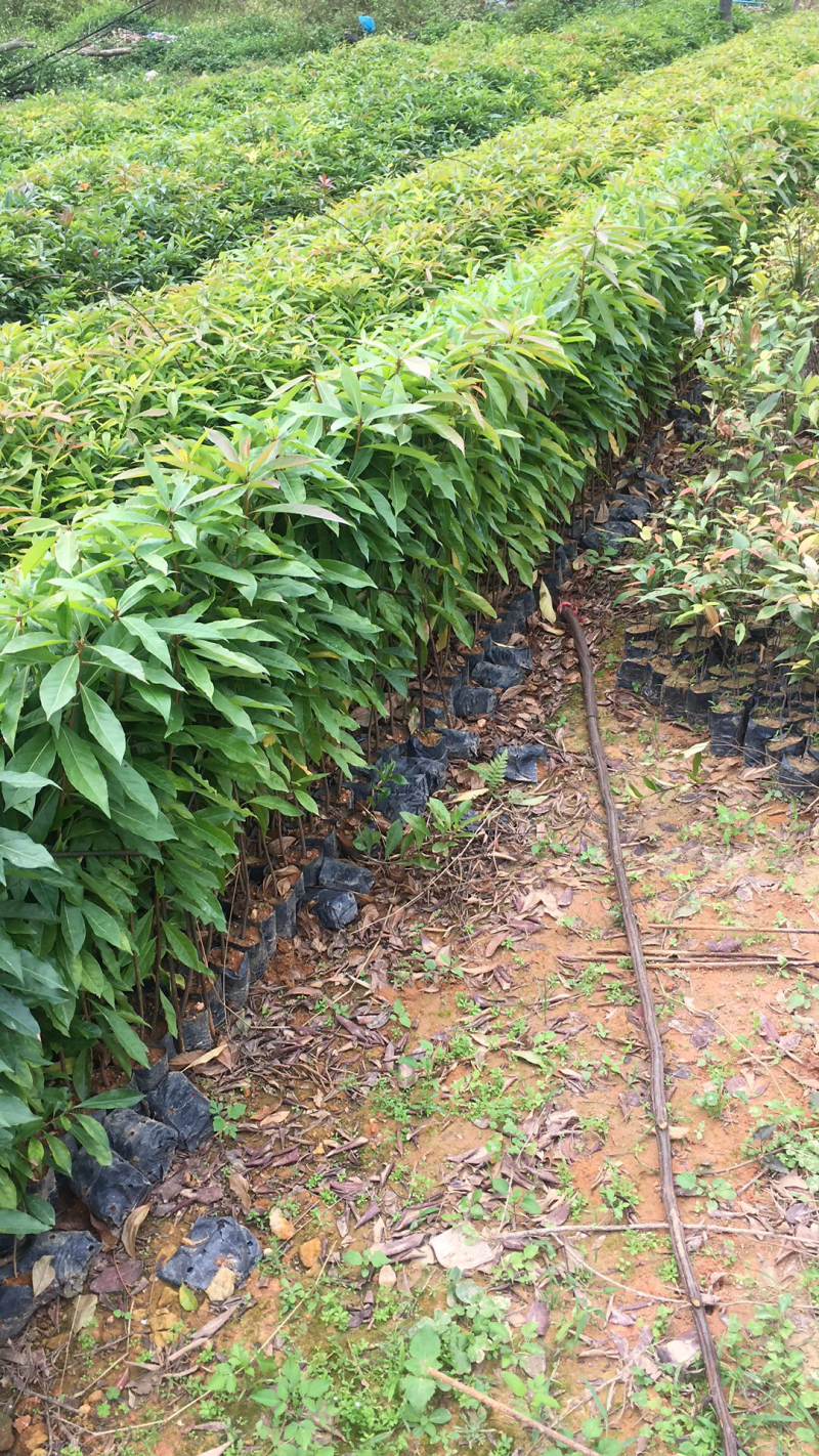 木荷袋苗荷木苗木荷袋苗价格