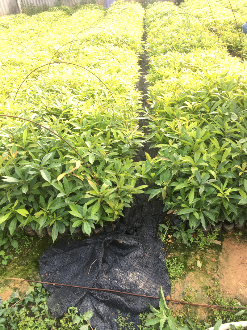 木荷袋苗荷木苗木荷袋苗价格