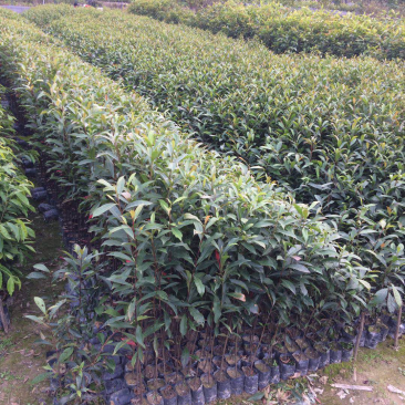 山杜英袋苗山杜英苗价格