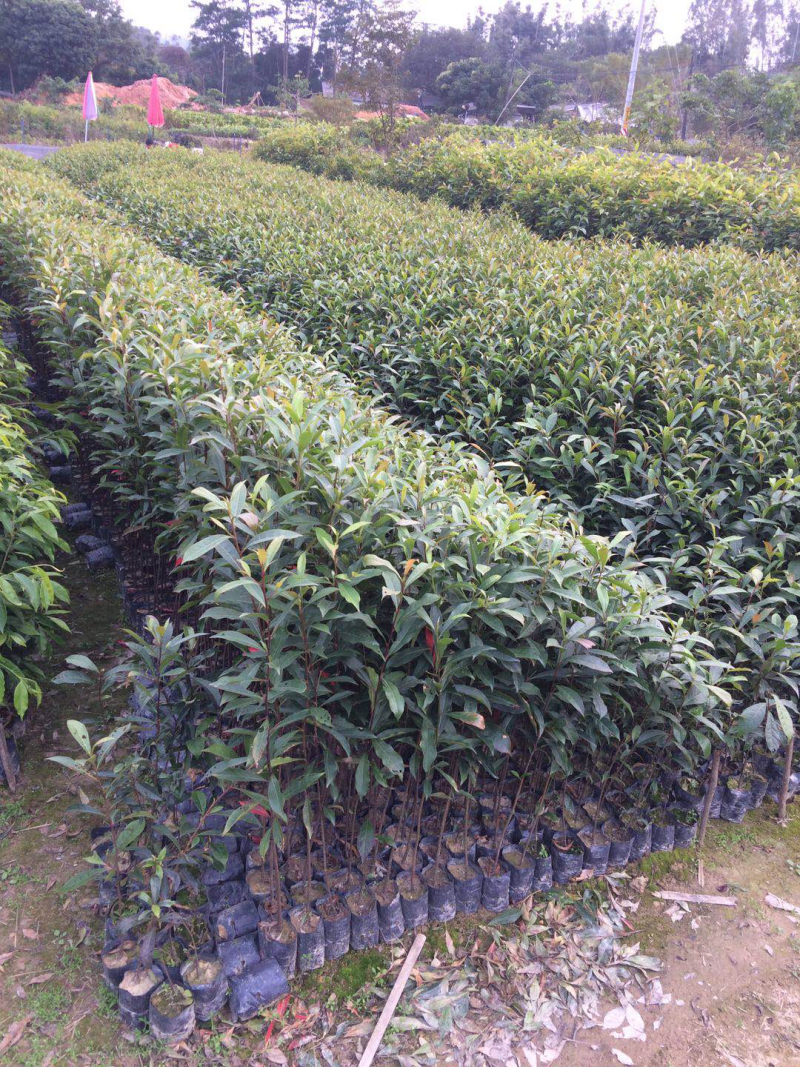 山杜英袋苗山杜英苗价格