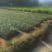 山杜英袋苗山杜英苗价格
