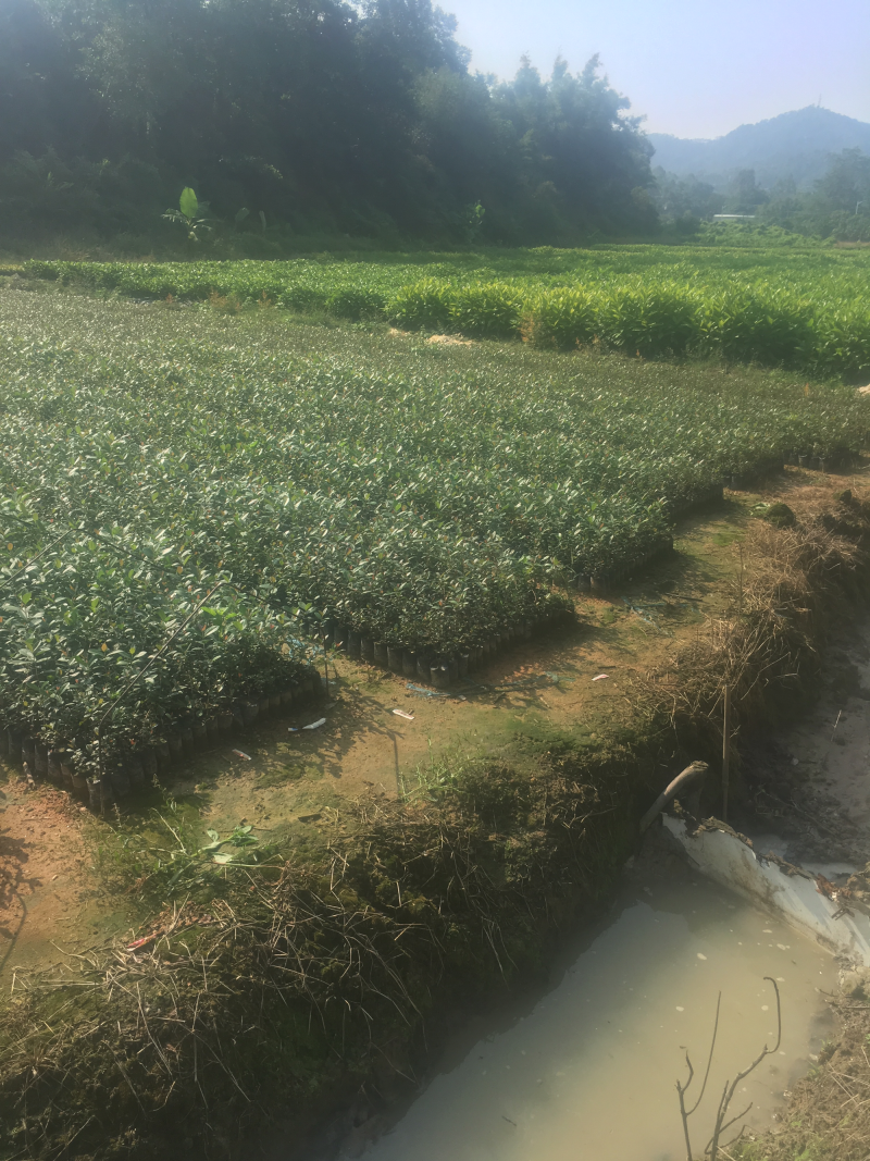 山杜英袋苗山杜英苗价格