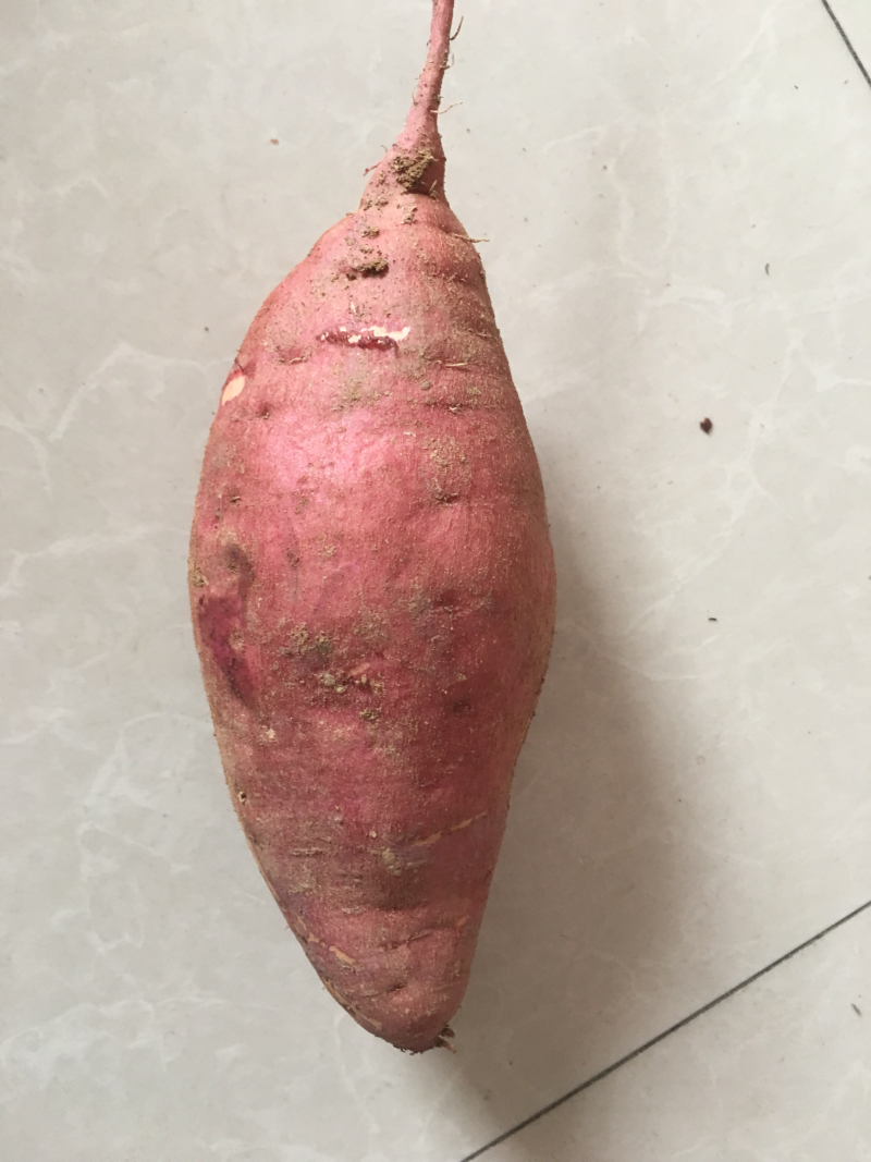 烟薯新鲜低价卖