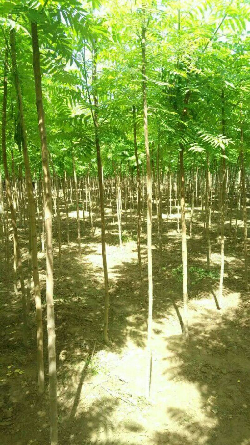 百茂园林常年低价供应火炬树3-6公分裸根