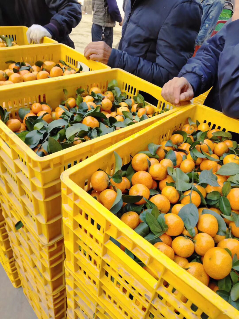 沙糖桔
