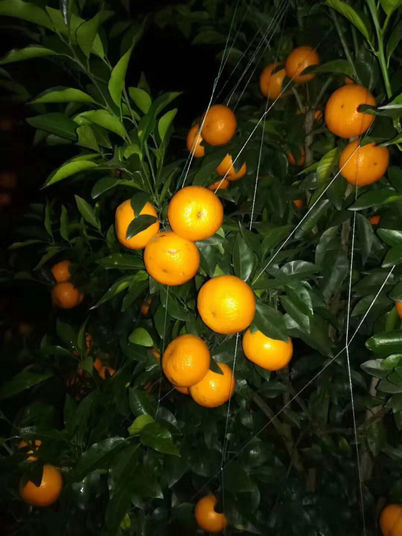 沃柑