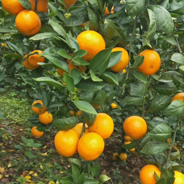 皇帝橘